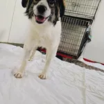 Pies do adopcji