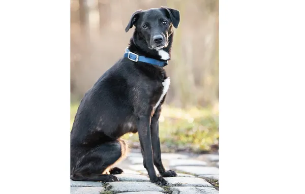 Pies do adopcji, Wrocław, 9 sierpnia 2024