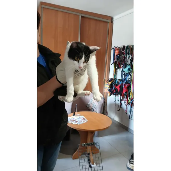 Znaleziono kota, Białystok, 30 kwietnia 2025