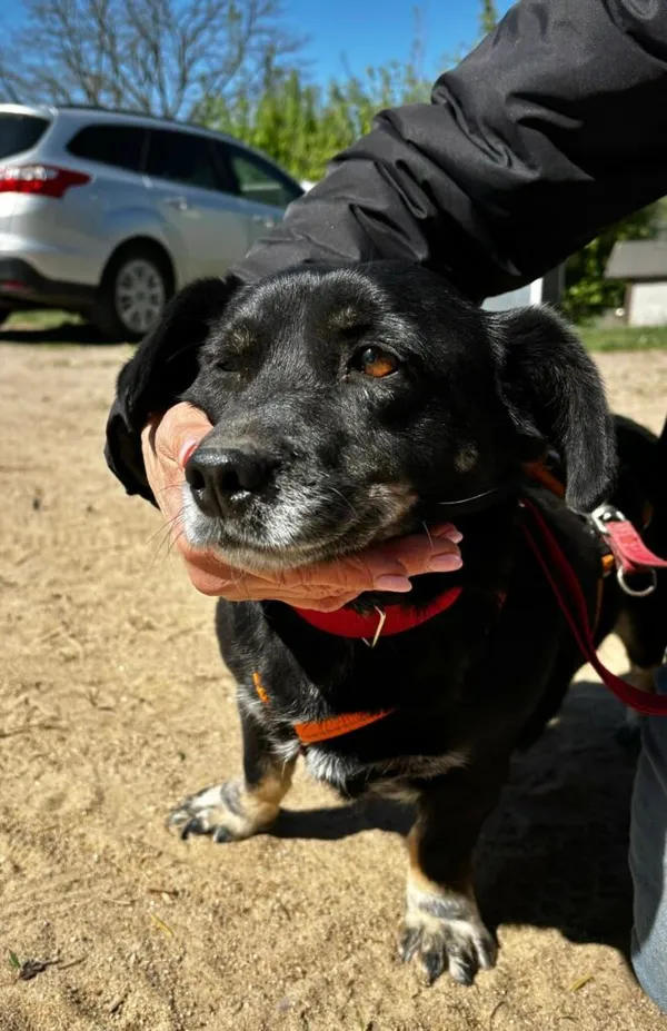 Pies do adopcji, Przyborówko, 30 kwietnia 2025 (2/3)