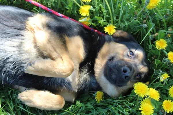 Pies do adopcji, Bełchatów, 5 lutego 2025 (2/5)