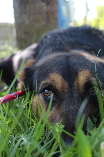 Pies do adopcji, Bełchatów, 5 lutego 2025 (4/5)