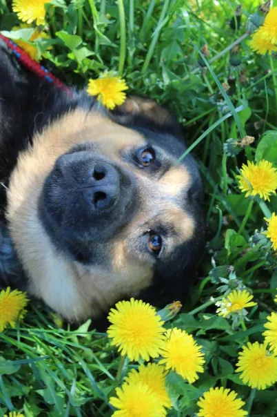 Pies do adopcji, Bełchatów, 5 lutego 2025 (5/5)