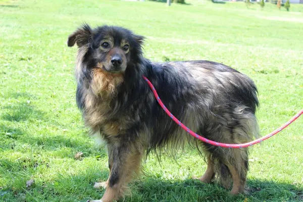 Pies do adopcji, Bełchatów, 13 marca 2024 (1/5)