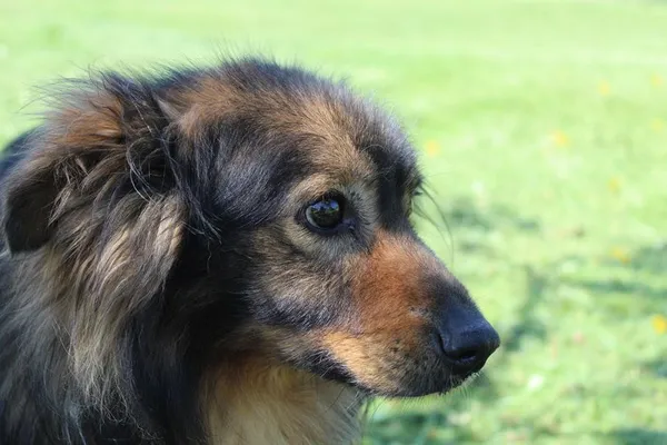 Pies do adopcji, Bełchatów, 13 marca 2024 (2/5)