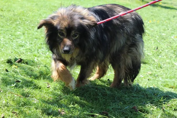 Pies do adopcji, Bełchatów, 13 marca 2024 (4/5)