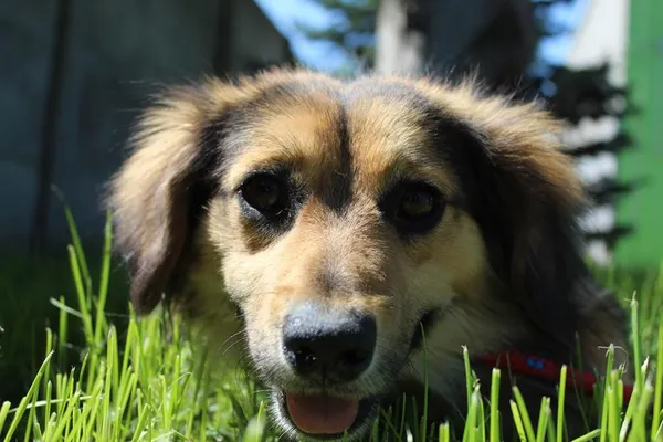 Pies do adopcji, Bełchatów, 28 listopada 2024 (3/5)