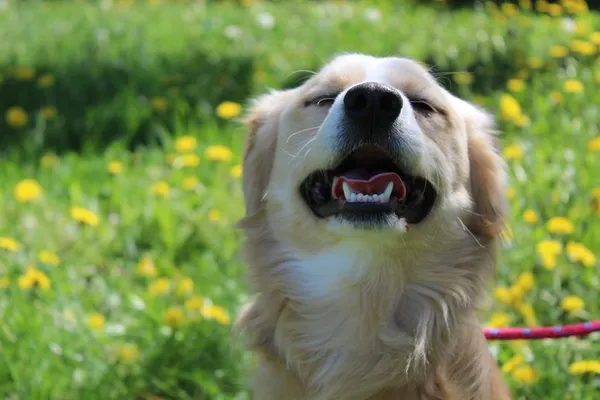 Pies do adopcji, Bełchatów, 2 lutego 2025 (1/5)