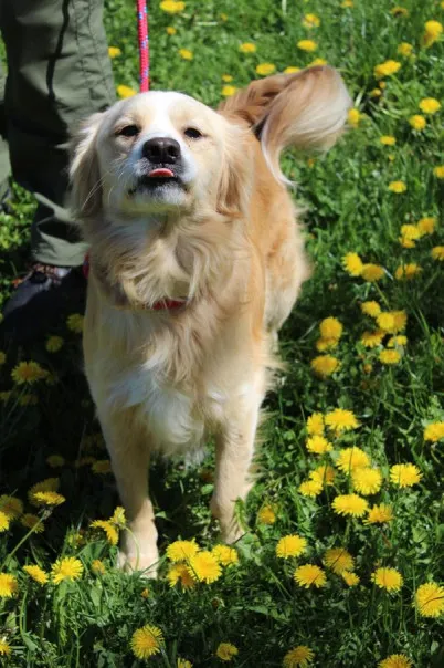 Pies do adopcji, Bełchatów, 2 lutego 2025 (2/5)