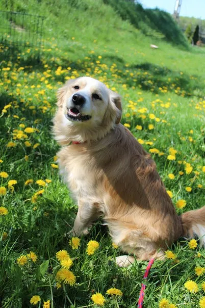 Pies do adopcji, Bełchatów, 2 lutego 2025 (5/5)