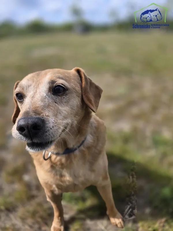 Pies do adopcji, Szczecin, 29 kwietnia 2025 (3/4)