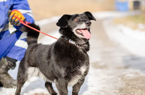 Oddam psa, Kraków, Łęg, 1 maja 2025 (5/5)