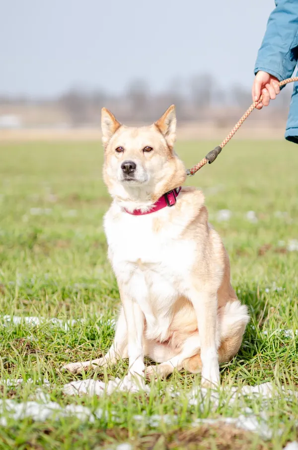Oddam psa, Kielce, Kadzielnia, 1 maja 2025 (2/4)