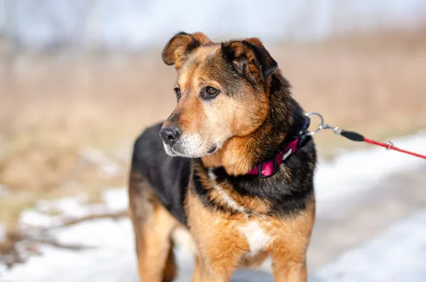 Oddam psa, Gdańsk, Niedźwiednik, 1 maja 2025 (4/4)