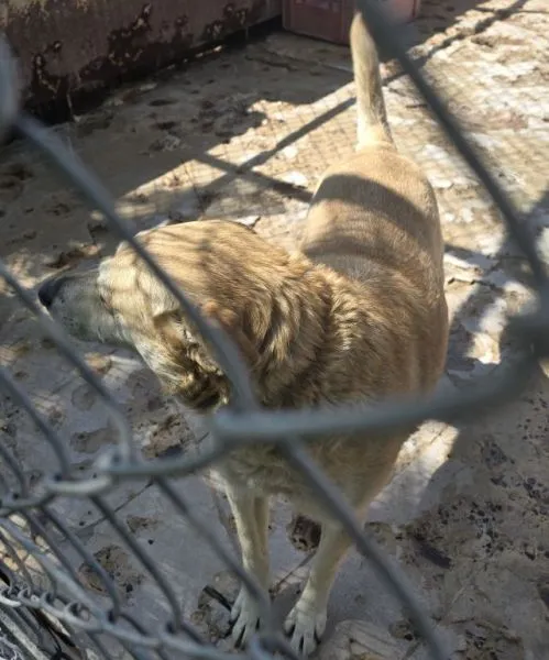 Znaleziono psa, Radom, 30 kwietnia 2025