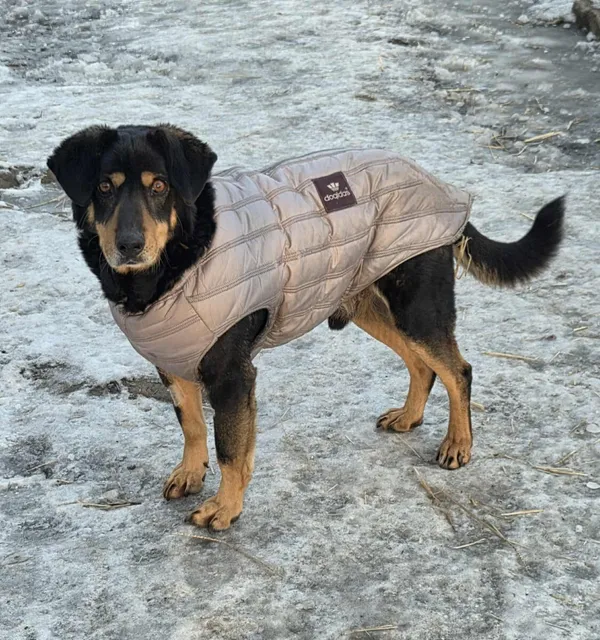 Pies do adopcji, Zgierz, 20 marca 2025 (1/4)