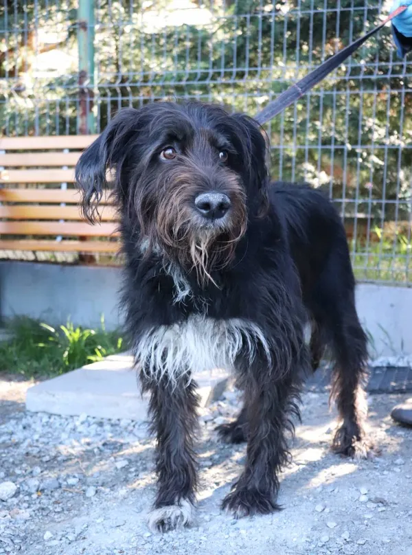 Znaleziono psa, Łódź, 1 maja 2025 (2/3)