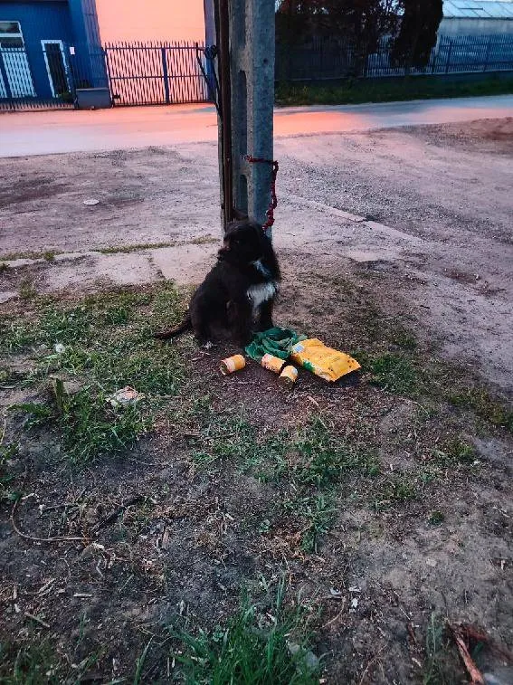 Znaleziono psa, Łódź, 1 maja 2025 (3/3)