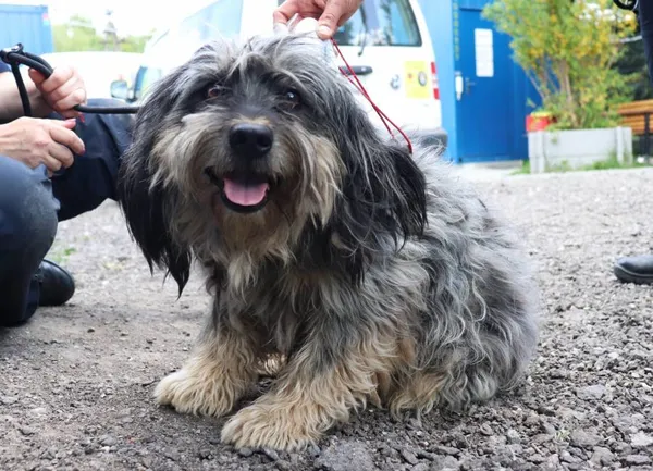 Znaleziono psa, Łódź, 1 maja 2025 (2/5)