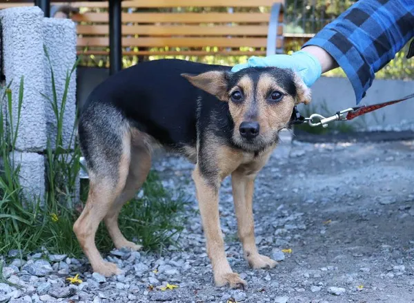 Znaleziono psa, Łódź, 30 kwietnia 2025 (1/5)