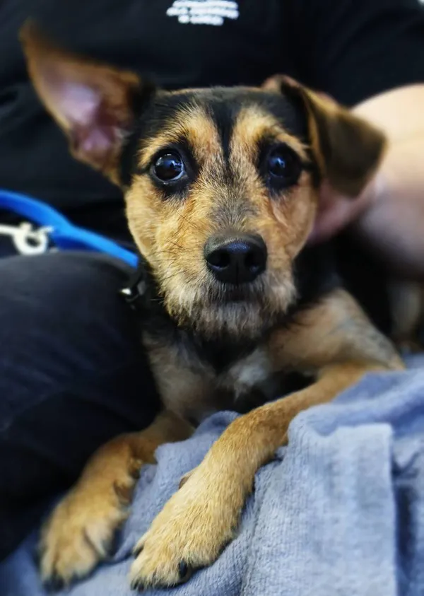 Znaleziono psa, Łódź, 30 kwietnia 2025 (3/5)