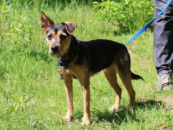 Znaleziono psa, Łódź, 30 kwietnia 2025 (4/5)