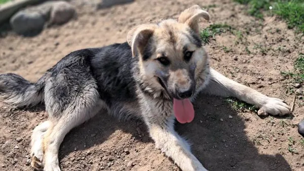 Znaleziono psa, Tatary, 18 marca 2025