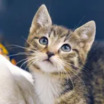 Znaleziono kota