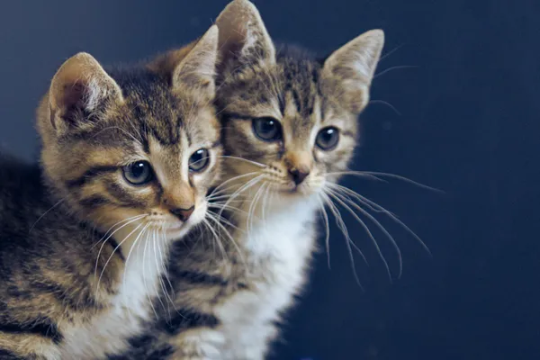 Znaleziono kota, Sosnowiec, 29 kwietnia 2025 (3/4)