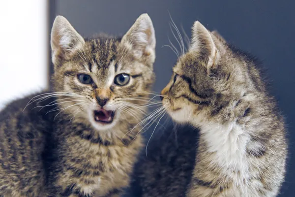 Znaleziono kota, Sosnowiec, 29 kwietnia 2025 (4/4)