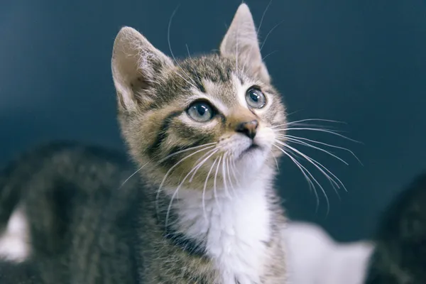 Znaleziono kota, Sosnowiec, 29 kwietnia 2025 (2/4)