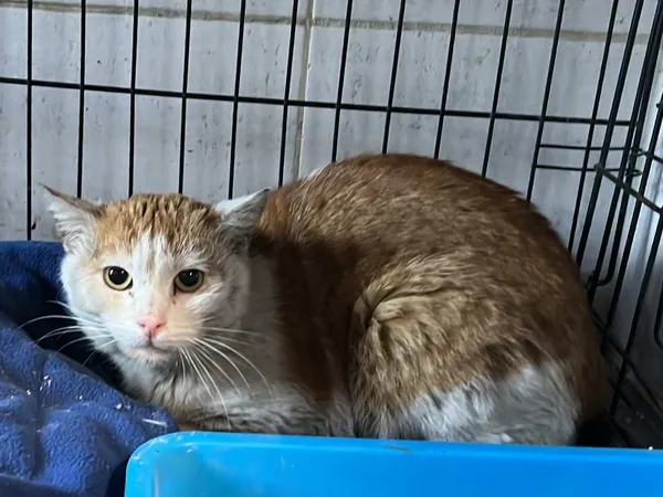 Znaleziono kota, Sosnowiec, 24 kwietnia 2025