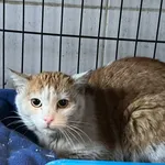 Znaleziono kota