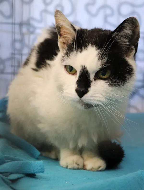 Znaleziono kota, Łódź, 1 maja 2025 (2/3)