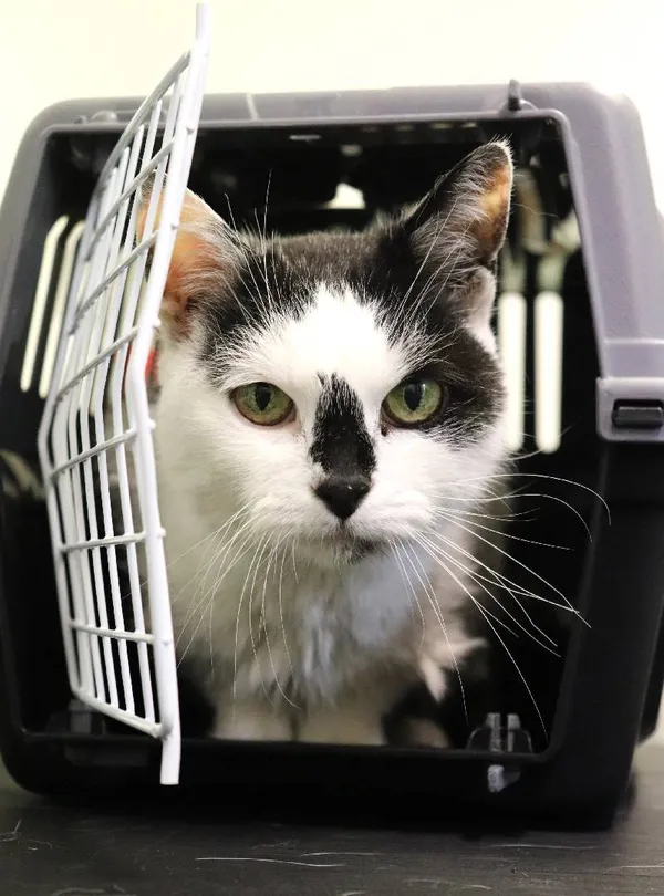 Znaleziono kota, Łódź, 1 maja 2025 (3/3)