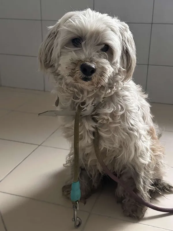 Pies do adopcji, Oborniki, 12 kwietnia 2025 (2/5)