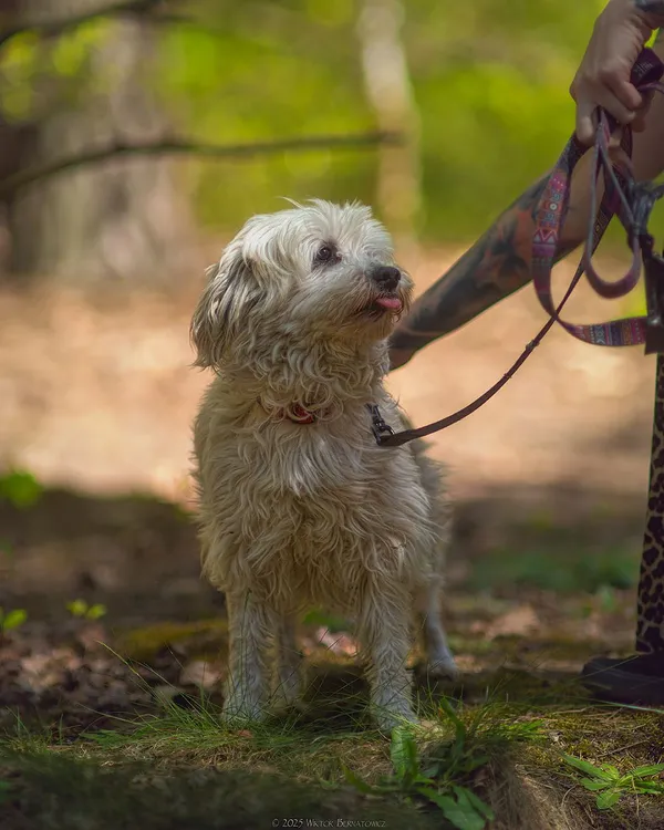 Pies do adopcji, Oborniki, 12 kwietnia 2025 (5/5)