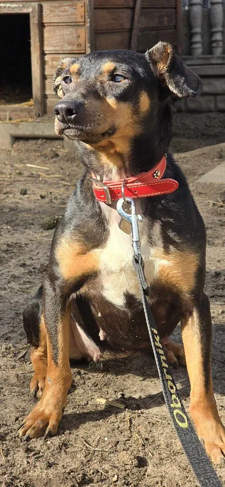 Pies do adopcji, Oborniki, 3 marca 2025 (3/5)