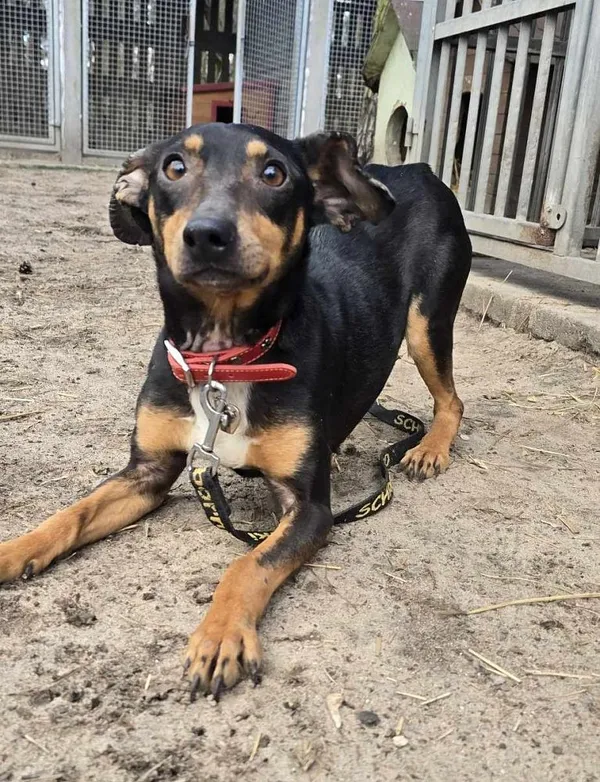 Pies do adopcji, Oborniki, 3 marca 2025 (4/5)