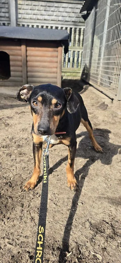 Pies do adopcji, Oborniki, 3 marca 2025 (5/5)