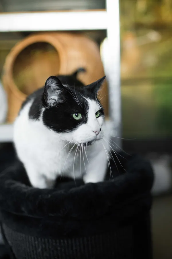 Kot do adopcji, Sosnowiec, 3 lutego 2025 (2/5)