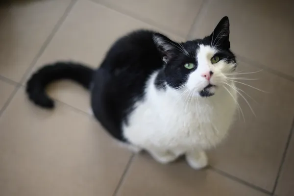 Kot do adopcji, Sosnowiec, 3 lutego 2025 (3/5)