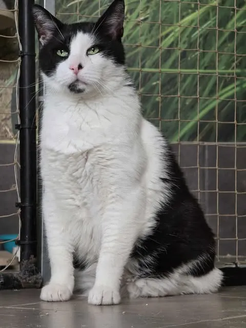 Kot do adopcji, Sosnowiec, 3 lutego 2025 (5/5)