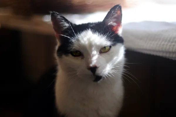 Kot do adopcji, Sosnowiec, 5 stycznia 2025 (1/5)