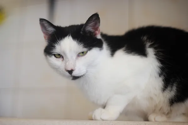 Kot do adopcji, Sosnowiec, 5 stycznia 2025 (2/5)