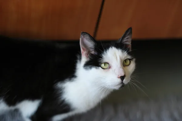 Kot do adopcji, Sosnowiec, 5 stycznia 2025 (3/5)