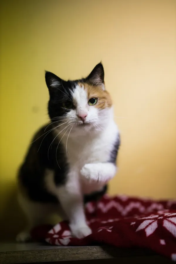 Kot do adopcji, Sosnowiec, 5 stycznia 2025 (2/5)