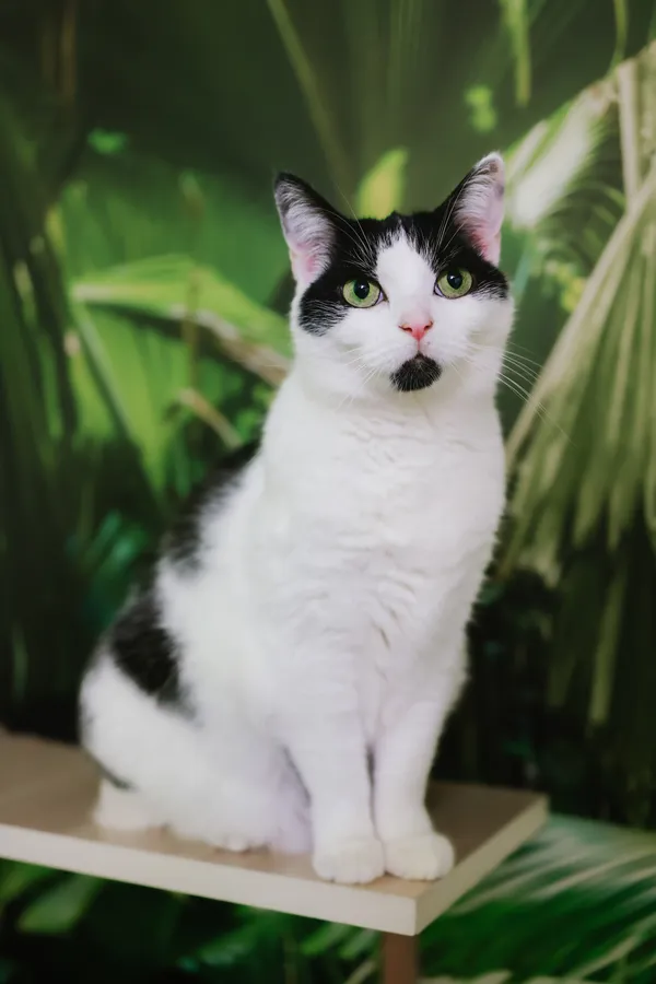 Kot do adopcji, Sosnowiec, 6 października 2024 (4/5)