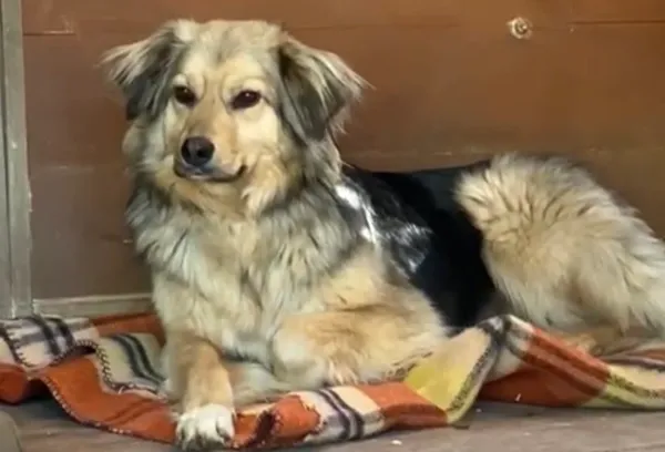 Pies do adopcji, Głowno, 8 maja 2025 (1/2)