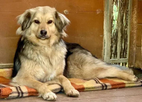 Pies do adopcji, Głowno, 8 maja 2025 (2/2)